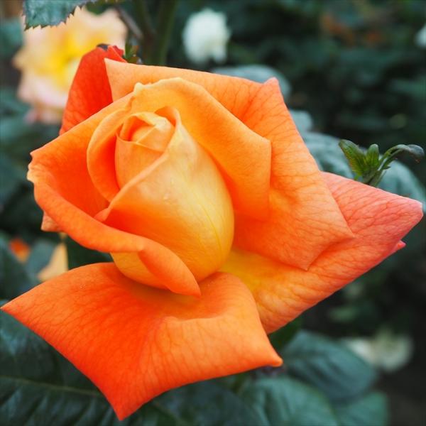 予約販売 バラ 苗 バラ 新苗 大輪 ルイドゥフューネ 木立性 四季咲き 薔薇 ばら オレンジ tr...