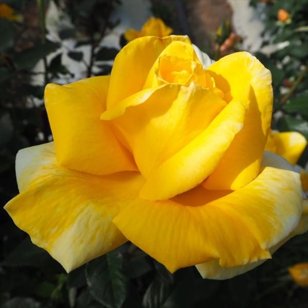 予約販売 バラ 苗 バラ 新苗 大輪 金閣 木立性 四季咲き 薔薇 ばら 黄 tros 4月中旬以降...