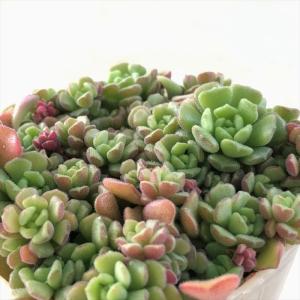多肉植物 sbセダム ばらまき スプリングワンダ...の商品画像