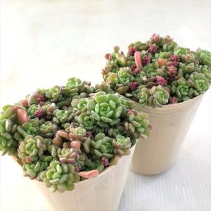 多肉植物 sbセダム ばらまき スプリングワン...の詳細画像1