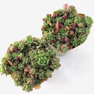 多肉植物 sbセダム ばらまき スプリングワン...の詳細画像2