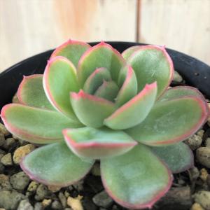 日本花キ流通 多肉植物 seエンジェルティアーズ錦 多肉植物 7.5cm