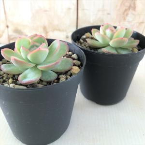 多肉植物 skエケベリア ストロベリーアイス ...の詳細画像1