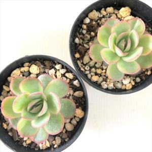 多肉植物 skエケベリア ストロベリーアイス ...の詳細画像2