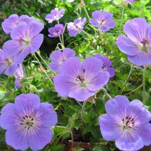 フラワーネット日本花キ流通 その他 宿根草 Yahoo ショッピング