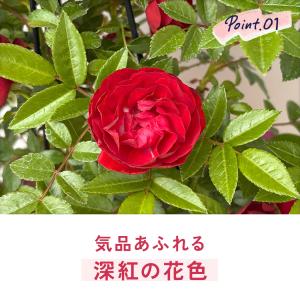 母の日 ギフト 花 バラ マザーズデイ タワー...の詳細画像4