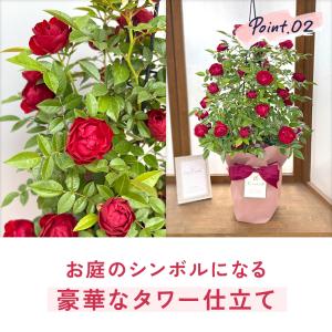 母の日 ギフト 花 バラ マザーズデイ タワー...の詳細画像5