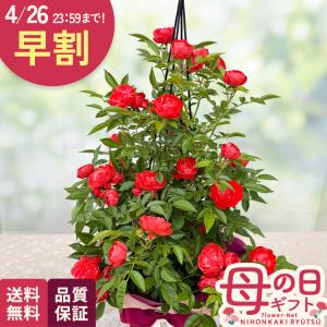 日本花キ流通 バラ咲き デンマークカクタス ピンクローズ 5号鉢 送料