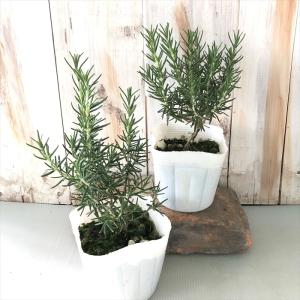 ローズマリー 苗 白花 10.5cmポット 虫...の詳細画像2