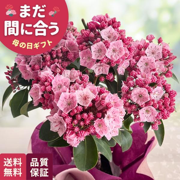 ＼ 早割 ／ 母の日 プレゼント カルミア ピンクボール 5号鉢 送料無料 母の日ギフト 花 鉢植え...