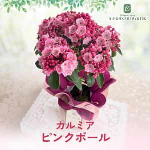 母の日 ギフト 花 カルミア ピンクボール 5...の詳細画像3