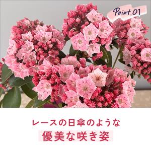 母の日 ギフト 花 カルミア ピンクボール 5...の詳細画像4