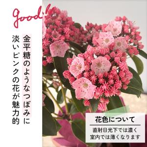 母の日 ギフト 花 カルミア ピンクボール 5...の詳細画像5