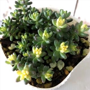 多肉植物　セダム　アクレアウレウム　カット 5907_2.jpg