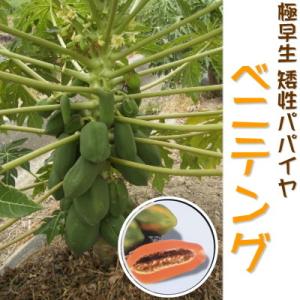 極早生 矮性パパイヤ ベニテング 苗 メス木 10.5cmポット パパイヤ 健康野菜