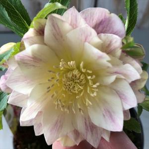 フラワーネット日本花キ流通 現品販売 クリスマスローズ Yahoo ショッピング