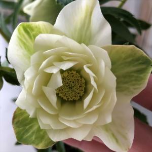 フラワーネット日本花キ流通 現品販売 クリスマスローズ Yahoo ショッピング