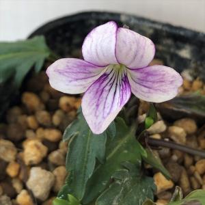 予約販売 クレマチス 苗 アーマンディアップルブロッサム アーマンディ