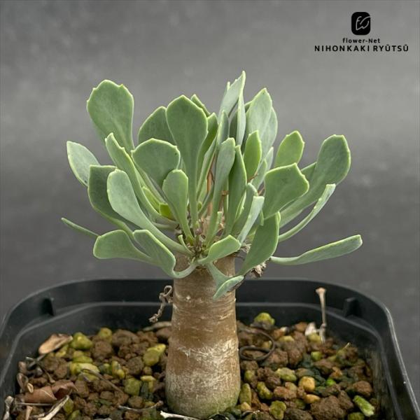 多肉植物 caオトンナ ユーフォルビオイデス 多肉植物 コーデックス 9cmポット