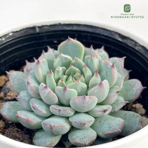 多肉植物 oriエケベリア ザラゴーサspノバ エケベリア 6cmポット