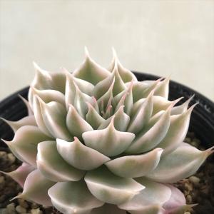 おらいさん✡️011 赤鬼✡️ミックスベリア 多肉 抜き苗 おらいさん✡️011 赤鬼✡️ミックスベリア 多肉 抜き苗