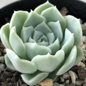 日本花キ流通 多肉植物 skエケベリア リンゼアナ 多肉植物 エケベリア