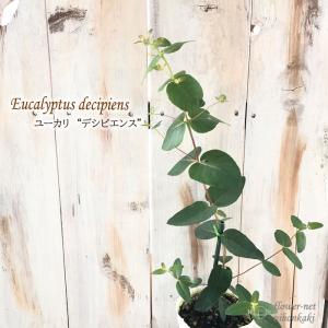 ユーカリ苗の商品一覧 通販 Yahoo ショッピング