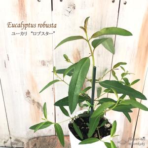 ユーカリ苗の商品一覧 通販 Yahoo ショッピング