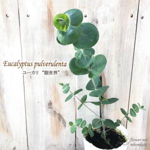 ユーカリ 銀世界 種 花 ガーデニング の商品一覧 通販 Yahoo ショッピング