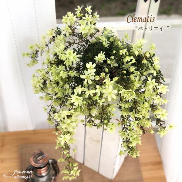 予約販売 クレマチス ペトリエイ 5号鉢 送料無料 芳香性 ギフト プレゼント 鉢植え 鉢花 3月中...