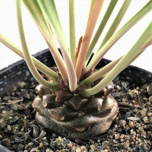 【レア株】パキポディウムデカリー 塊根植物 多肉 コーデックス レア株】パキポディウムデカリー 塊根植物 多肉 コーデックス