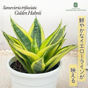 観葉植物：ブラッサイア（バッサイア）（6号・大）*樹形を選べます