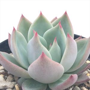 観葉植物/多肉植物15株セット（7.5cmポット） 送料無料 : 園芸