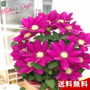 日本花キ流通 予約販売 斑入りクリスマスローズ スノーフィーバー 5号