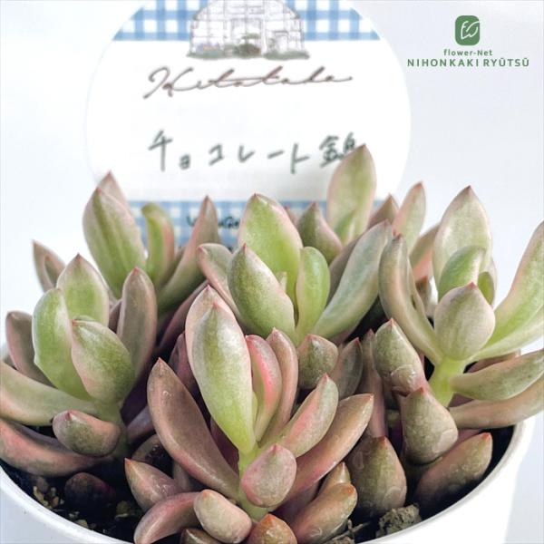 多肉植物 Hitotabaグラプトペタルム チョコレート錦 多肉植物 ヒトタバさん苗 グラプトペタル...