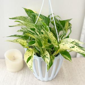 観葉植物 ポトス テルノ No.005 ファン...の詳細画像1