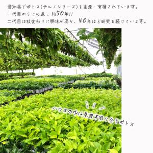 観葉植物 ポトス テルノ No.005 ファン...の詳細画像5