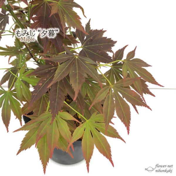予約販売 もみじ 夕暮 12cmポット 接木苗 紅葉 モミジ 庭木 苗木 花木 take 4月中旬以...