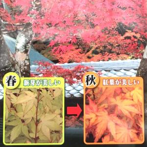 予約販売 もみじ 茜 12cmポット 接木苗 ...の詳細画像1