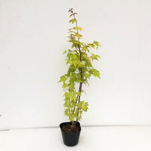 予約販売 もみじ 茜 12cmポット 接木苗 ...の詳細画像2