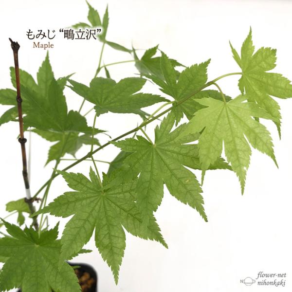 予約販売 もみじ 鴫立沢 12cmポット 接木苗 紅葉 モミジ 庭木 苗木 花木 take 4月中旬...