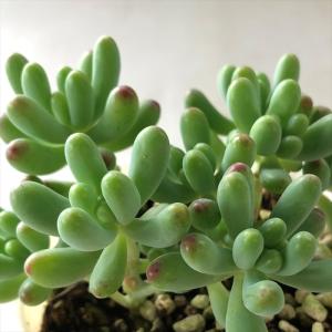農園直売 多肉植物 寄せ植え アエオニウム属 ガーネット白斑錦（群）特