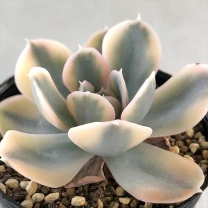 日本花キ流通 多肉植物 hmセダム シャンパンライム 春萌錦