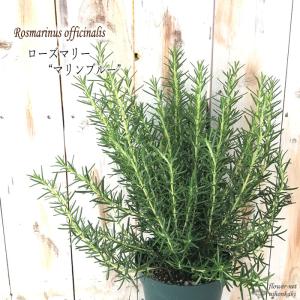 ローズマリー （這性タイプ） 2個セット （ 送料無料 ） 9cm
