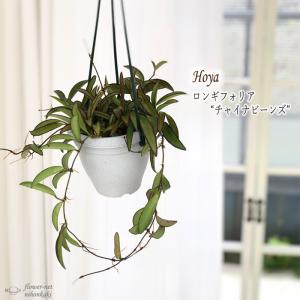 現品】ブーファン・ディスティカ（ディスティチャ） 8号 紺鉢（4