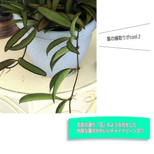 観葉植物 ホヤ ロンギフォリア チャイナビーン...の詳細画像1
