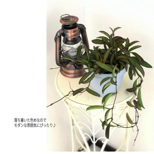 観葉植物 ホヤ ロンギフォリア チャイナビーン...の詳細画像2