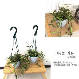 観葉植物 ホヤ ロンギフォリア チャイナビーン...の詳細画像3