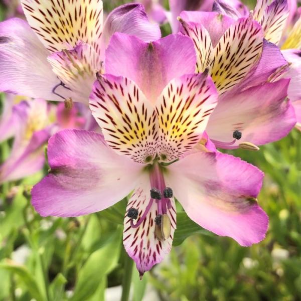 予約販売 アルストロメリア 苗 スカイビーム 10.5cmポット 宿根草 花苗 ガーデニング 苗 k...