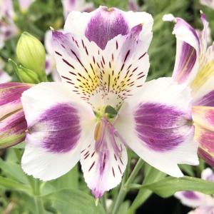 花苗 アルストロメリア ダイアナ 2株 : 花と緑 国華園 - 通販 - Yahoo